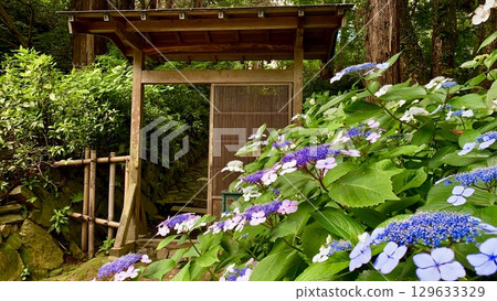 Hydrangeas in full bloom beside a lattice door (Zuiunzan Honkoji Temple/Koda Town, Aichi Prefecture) 129633329