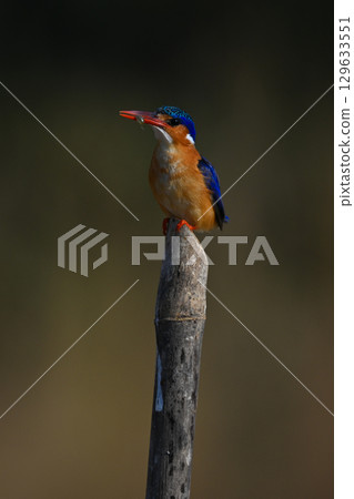 Malachite kingfisher on guano-stained post holding bug 129633551