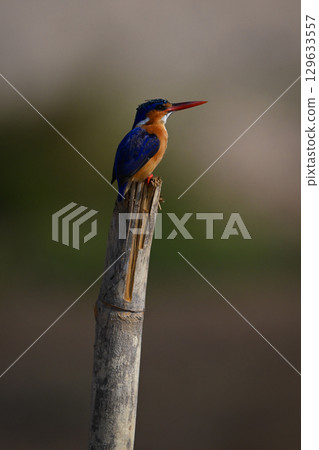 Malachite kingfisher on guano-stained post looks up Malachite kingfisher on guano-stained post looks up 129633557