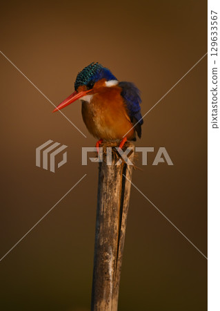 Malachite kingfisher on leaning post staring down 129633567