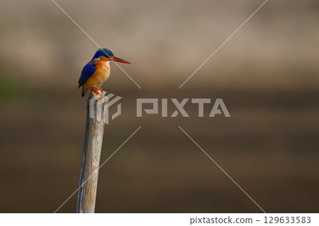 Malachite kingfisher on marker post looking down Malachite kingfisher on marker post looking down 129633583