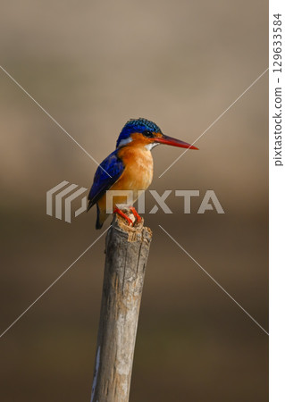Malachite kingfisher on marker post looks down 129633584