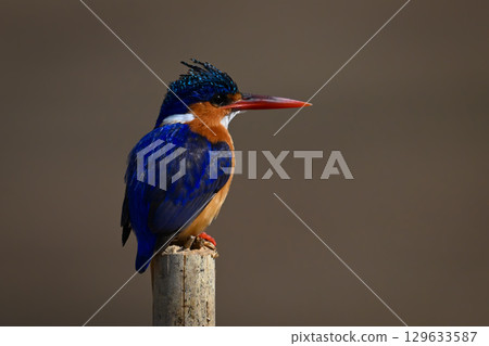 Malachite kingfisher on marker post stares right 129633587