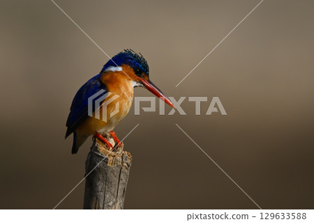 Malachite kingfisher on marker post staring down 129633588