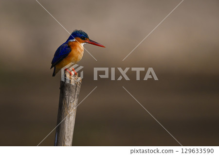 Malachite kingfisher on marker post with catchlight Malachite kingfisher on marker post with catchlight 129633590
