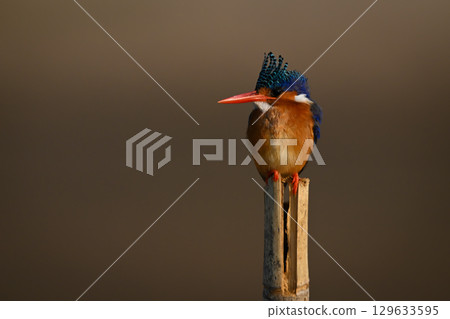 Malachite kingfisher on post against bokeh background 129633595