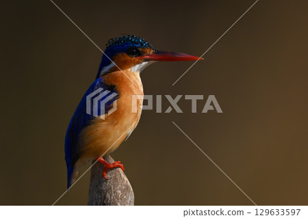 Malachite kingfisher on post against golden background Malachite kingfisher on post against golden background 129633597