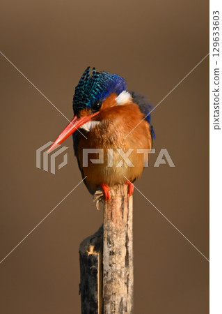 Malachite kingfisher on post searching for fish Malachite kingfisher on post searching for fish 129633603