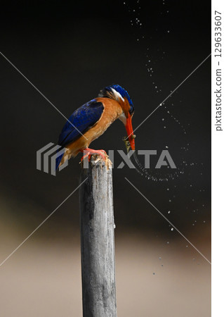 Malachite kingfisher on post shakes wet prey Malachite kingfisher on post shakes wet prey 129633607
