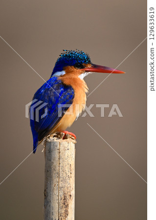 Malachite kingfisher on sawn-off post faces right Malachite kingfisher on sawn-off post faces right 129633619