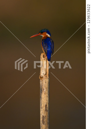 Malachite kingfisher on sawn-off post looking down 129633622