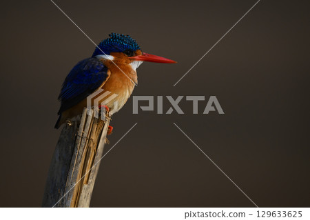 Malachite kingfisher on split pole faces right 129633625