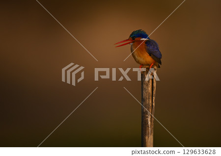 Malachite kingfisher on split pole opens beak 129633628