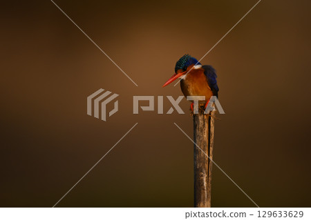 Malachite kingfisher on split pole staring down 129633629