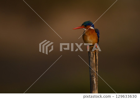 Malachite kingfisher on split pole with catchlight 129633630