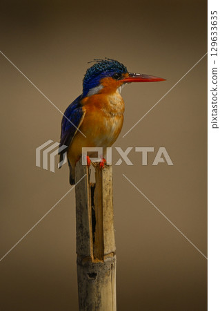 Malachite kingfisher on split post faces right 129633635