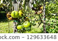 Tomato Disease. Garden Bed with Unripe Green Tomato on Stem with Withered Leaves, with Signs of Late Blight (Phytophthora infestans). Fighting Late Blight. 129633648