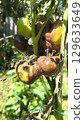 Vertical image of an unripe green tomato on a branch with dried foliage, affected by late blight (Phytophthora infestans), close-up in the garden. Prevention and treatment of late blight. 129633649