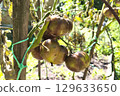 Green tomato on a vine with shriveled leaves, infected by late blight (Phytophthora infestans), close-up in a garden. Methods for controlling late blight. 129633650