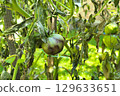 Diseased tomato plant. Unripe green tomato on a stem with withered leaves, damaged by late blight (Phytophthora infestans), close-up in a garden. Controlling late blight. 129633651