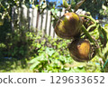 Tomato plant disease. Unripe green tomato on a stem with wilted leaves, showing signs of late blight (Phytophthora infestans), close-up in the garden. Combating late blight. 129633652
