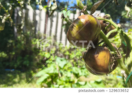 Tomato plant disease. Unripe green tomato on a stem with wilted leaves, showing signs of late blight (Phytophthora infestans), close-up in the garden. Combating late blight. 129633652
