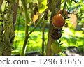 Cherry tomato disease. Green, ripe red and black cherry tomato on a branch with dried leaves, affected by late blight (Phytophthora infestans), close-up in the garden. Measures to combat late blight. 129633655