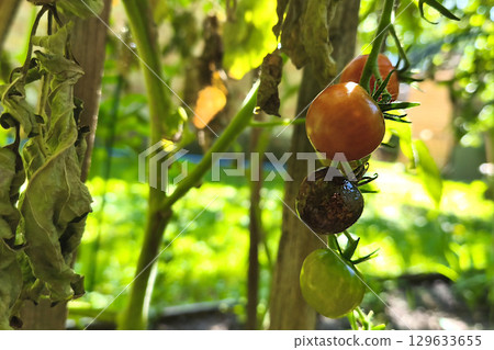 Cherry tomato disease. Green, ripe red and black cherry tomato on a branch with dried leaves, affected by late blight (Phytophthora infestans), close-up in the garden. Measures to combat late blight. Cherry tomato disease. Green, ripe red and black cherry tomato on a branch with dried leaves, affected by late blight (Phytophthora infestans), close-up in the garden. Measures to combat late blight. 129633655