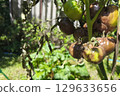 Close-up of an unripe green tomato on a branch with dried foliage, affected by late blight (Phytophthora infestans) in the garden. Prevention and treatment of late blight. 129633656
