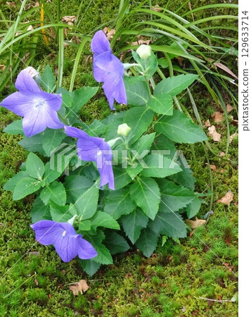 Purple flowers and greenery Purple flowers and greenery 129633714