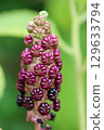 Purple pokeweed seeds on a spike in close up 129633794