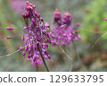 Purple keeled garlic flowers in close up 129633795