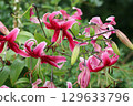 Pink lily flowers in close up 129633796