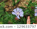 Lilac perennial cornflower flower with raindrops in close up 129633797