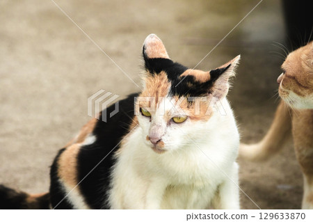 calico cat and orange cat are bending down to eat food in a bowl calico cat and orange cat are bending down to eat food in a bowl 129633870