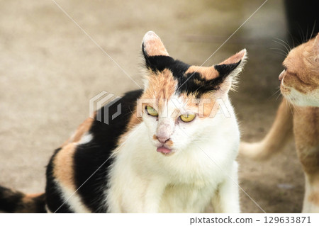 calico cat and orange cat are bending down to eat food in a bowl 129633871