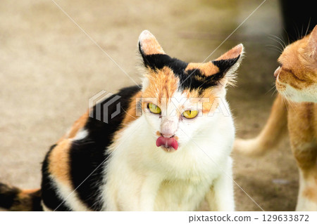 calico cat and orange cat are bending down to eat food in a bowl calico cat and orange cat are bending down to eat food in a bowl 129633872