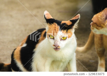 calico cat and orange cat are bending down to eat food in a bowl 129633873