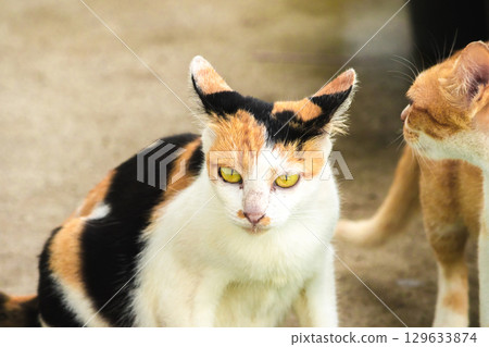 calico cat and orange cat are bending down to eat food in a bowl calico cat and orange cat are bending down to eat food in a bowl 129633874