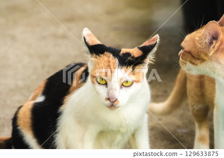 calico cat and orange cat are bending down to eat food in a bowl 129633875