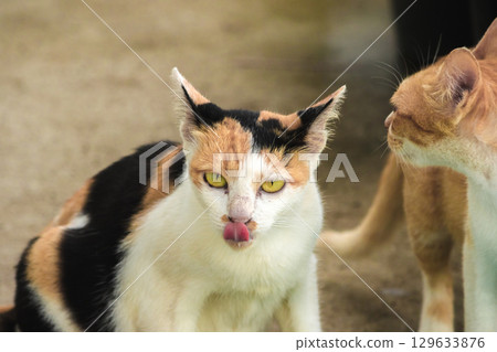 calico cat and orange cat are bending down to eat food in a bowl calico cat and orange cat are bending down to eat food in a bowl 129633876