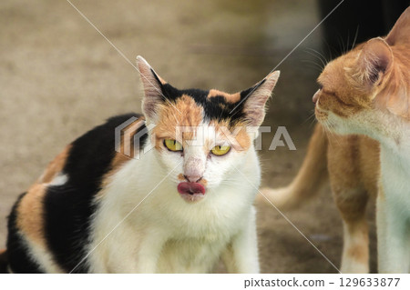 calico cat and orange cat are bending down to eat food in a bowl calico cat and orange cat are bending down to eat food in a bowl 129633877
