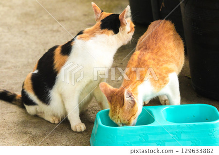 calico cat and orange cat are bending down to eat food in a bowl calico cat and orange cat are bending down to eat food in a bowl 129633882