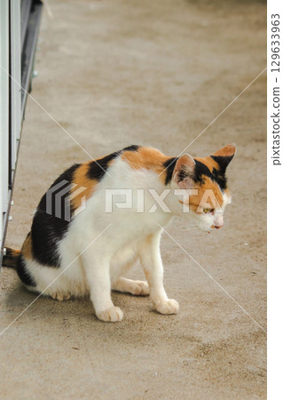 calico cat is a house cat with three colors of fur 129633963