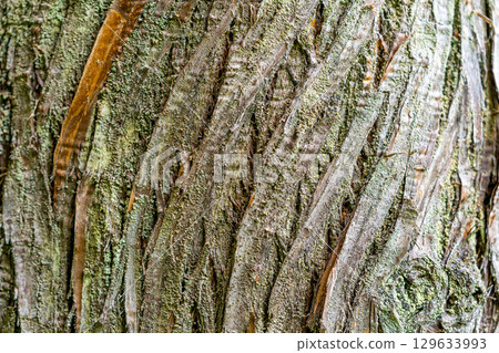 Close-up cedar tree Close-up cedar tree 129633993