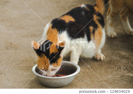 calico cat is a domestic cat with tricolor fur bending down to eat food in a bowl calico cat is a domestic cat with tricolor fur bending down to eat food in a bowl 129634029