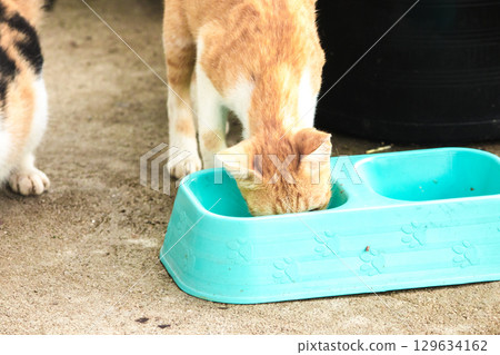 orange cat are bending down to eat food in a bowl orange cat are bending down to eat food in a bowl 129634162