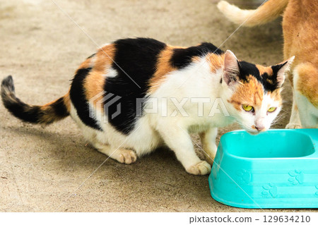 calico cat and orange cat are bending down to eat food in a bowl 129634210