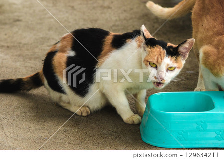 calico cat and orange cat are bending down to eat food in a bowl 129634211