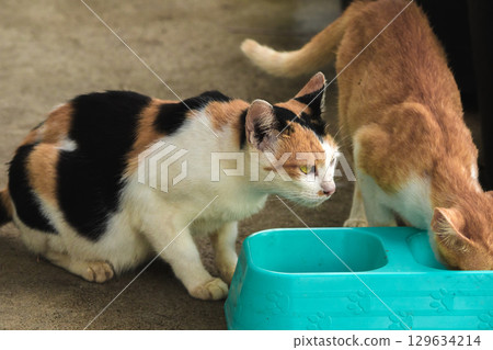 calico cat and orange cat are bending down to eat food in a bowl calico cat and orange cat are bending down to eat food in a bowl 129634214